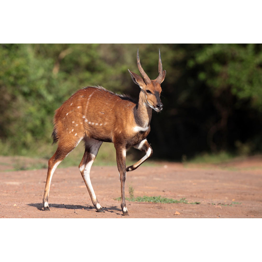 Tragelaphus scriptus Фото №2