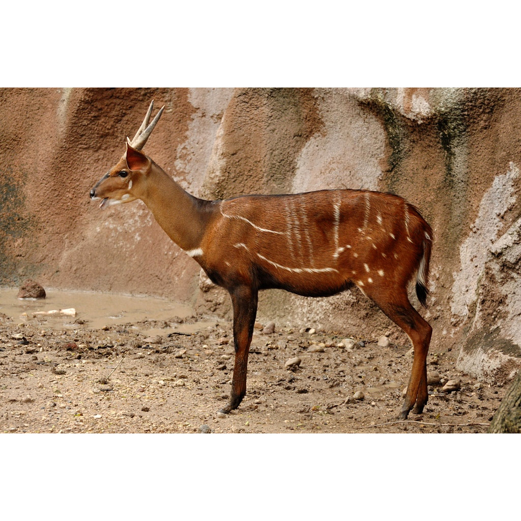 Tragelaphus scriptus Фото №3