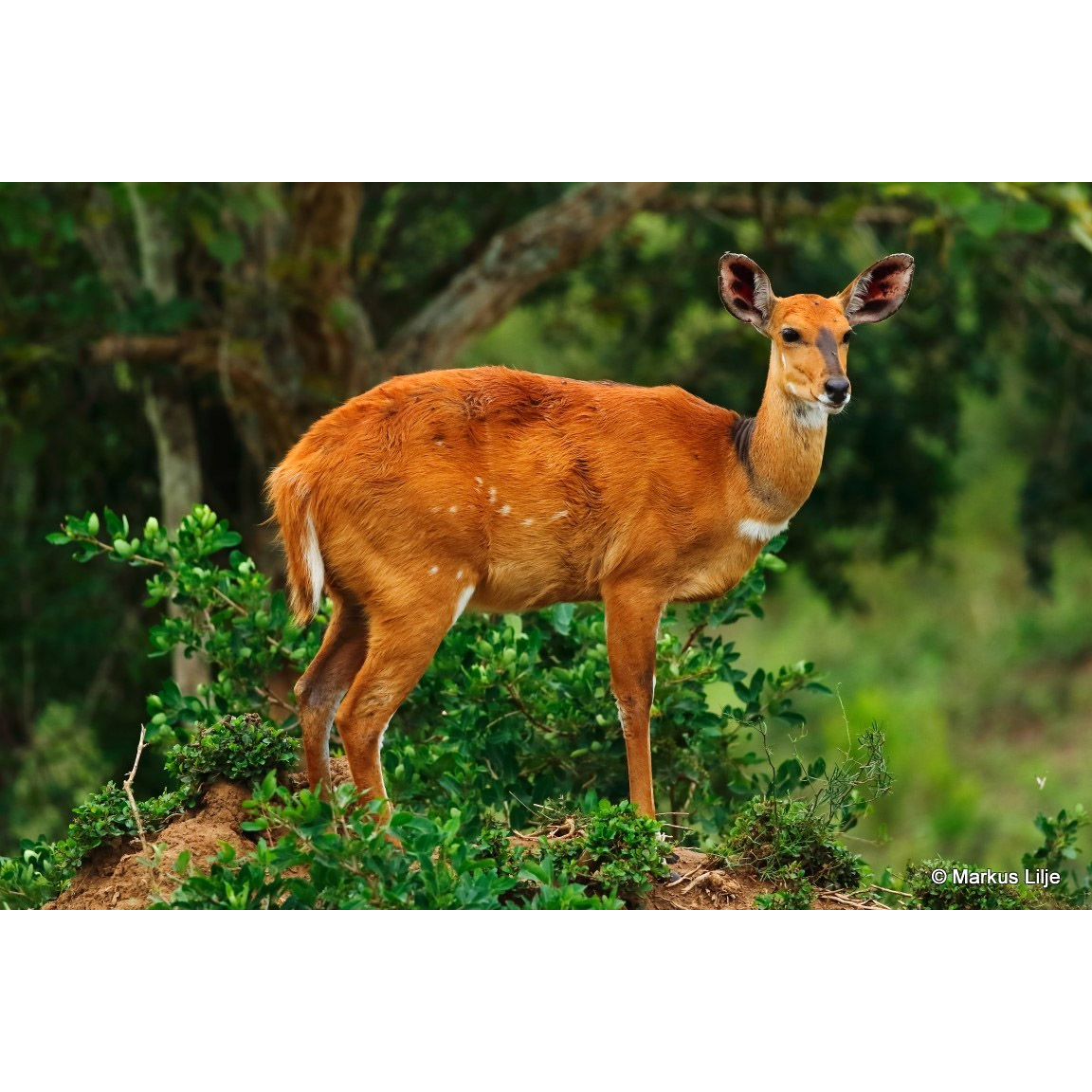 Tragelaphus scriptus Фото №5