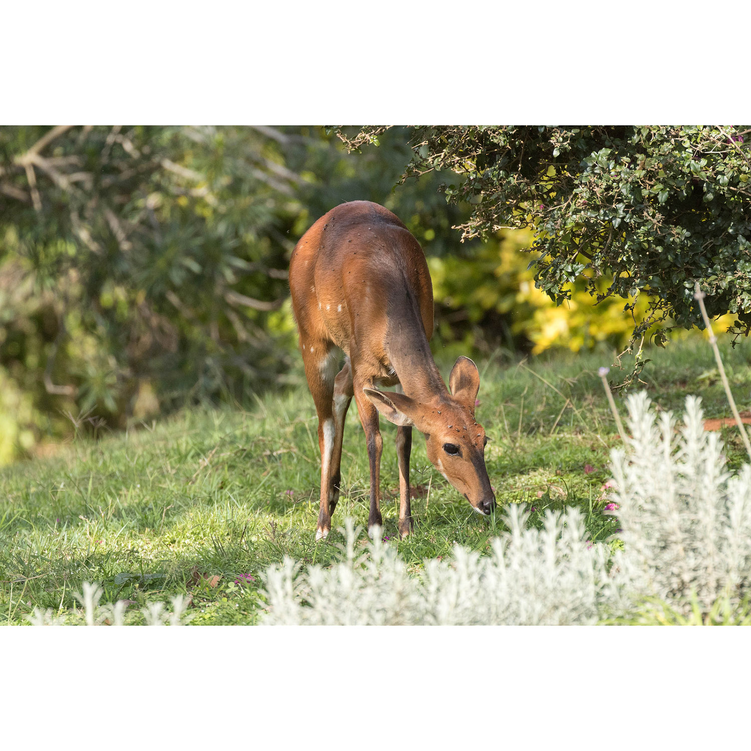 Tragelaphus scriptus Фото №6