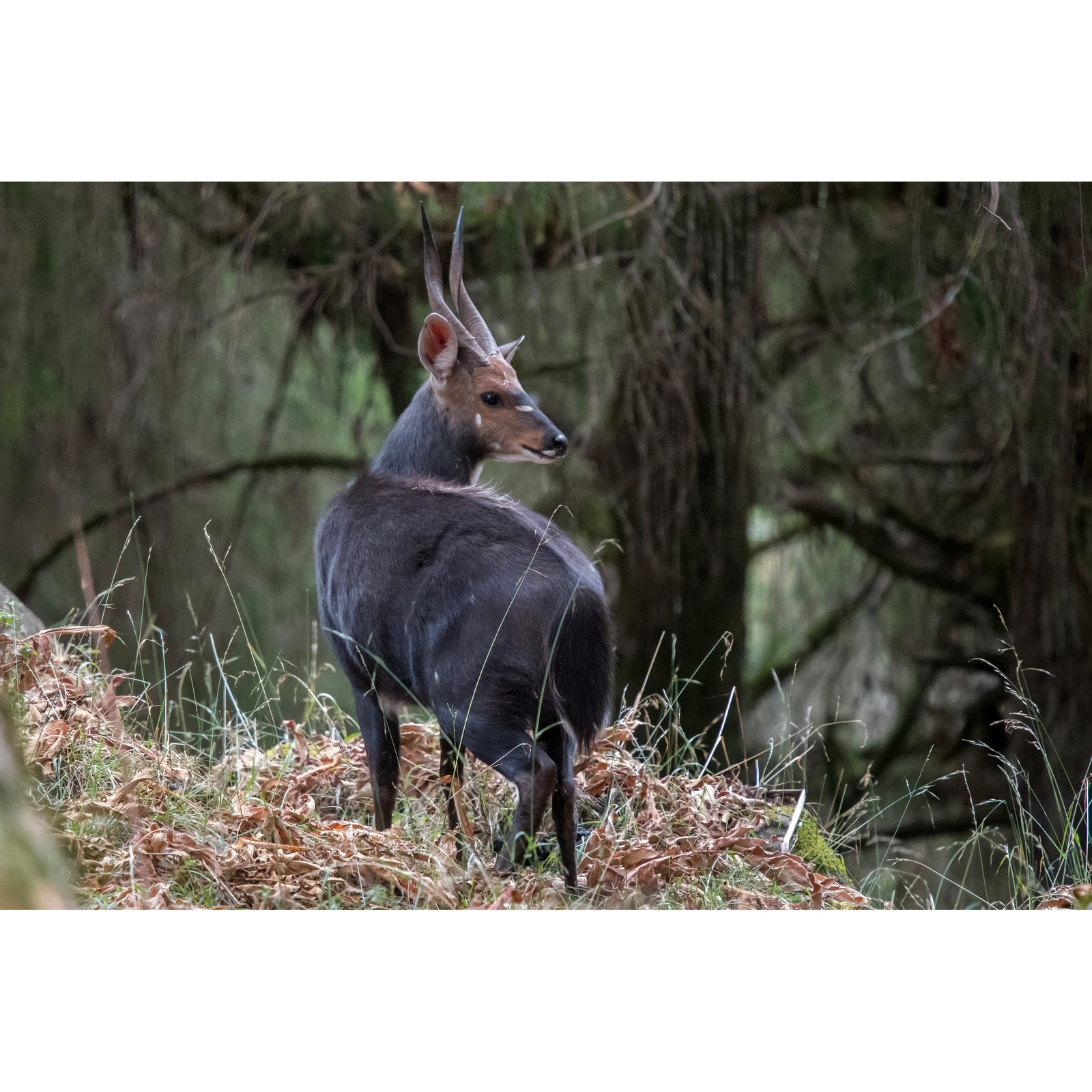 Tragelaphus scriptus Фото №7
