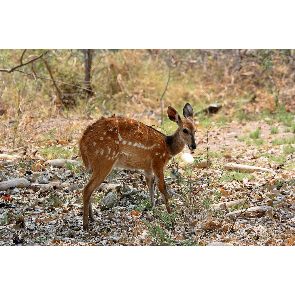 Tragelaphus scriptus Фото №9