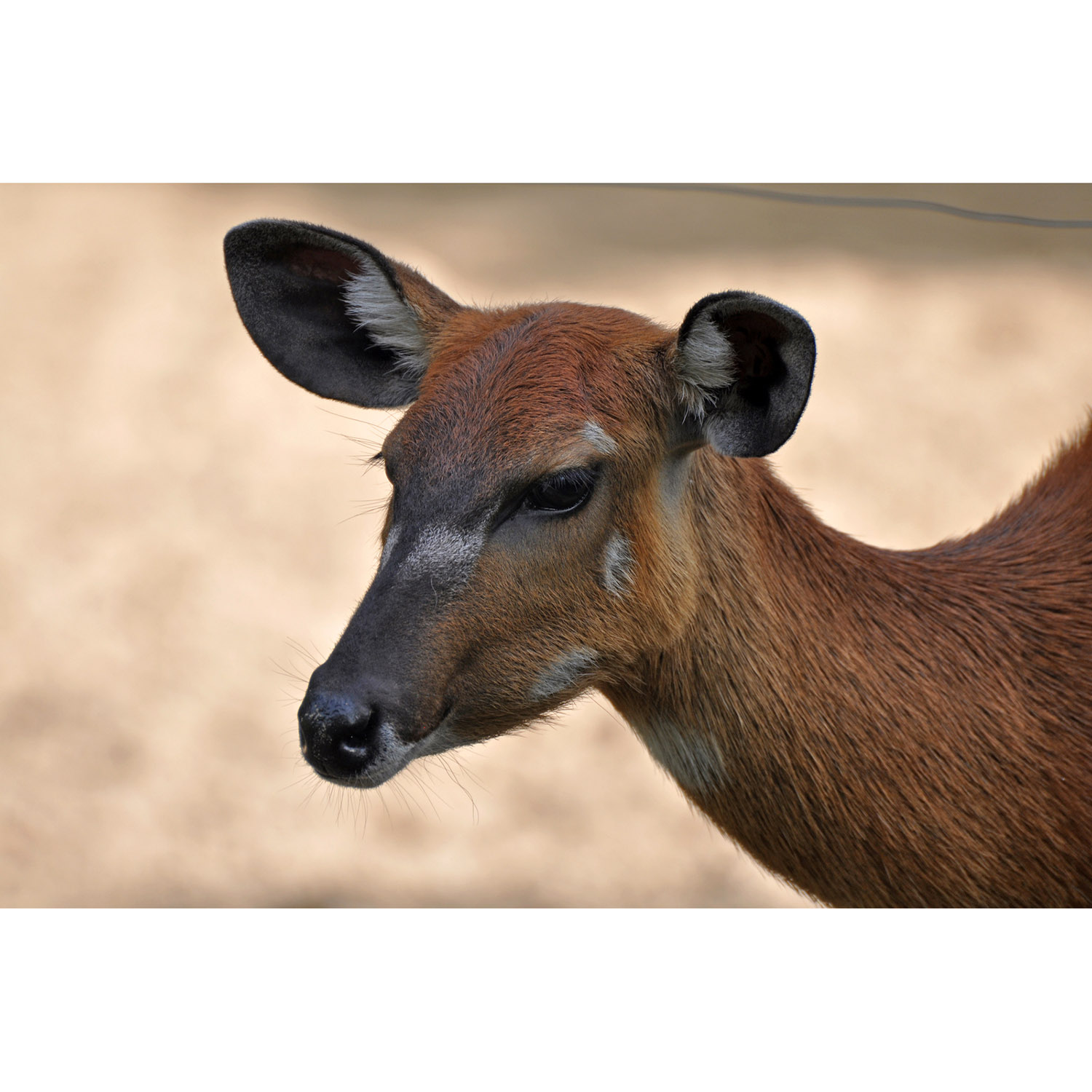 Tragelaphus spekii Фото №10