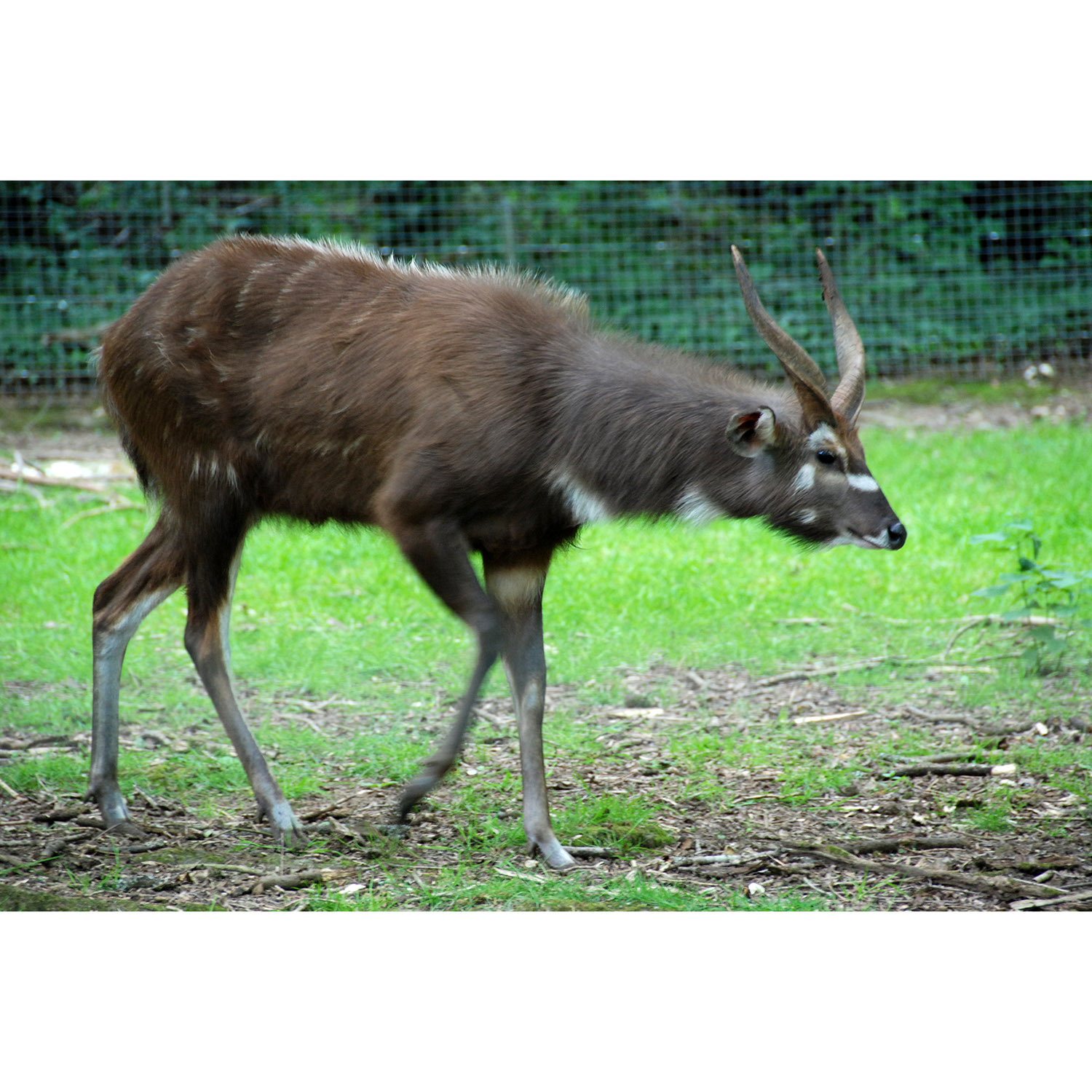 Tragelaphus spekii Фото №2