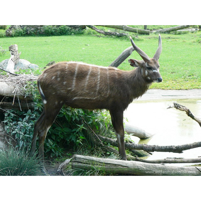 Tragelaphus spekii Фото №3