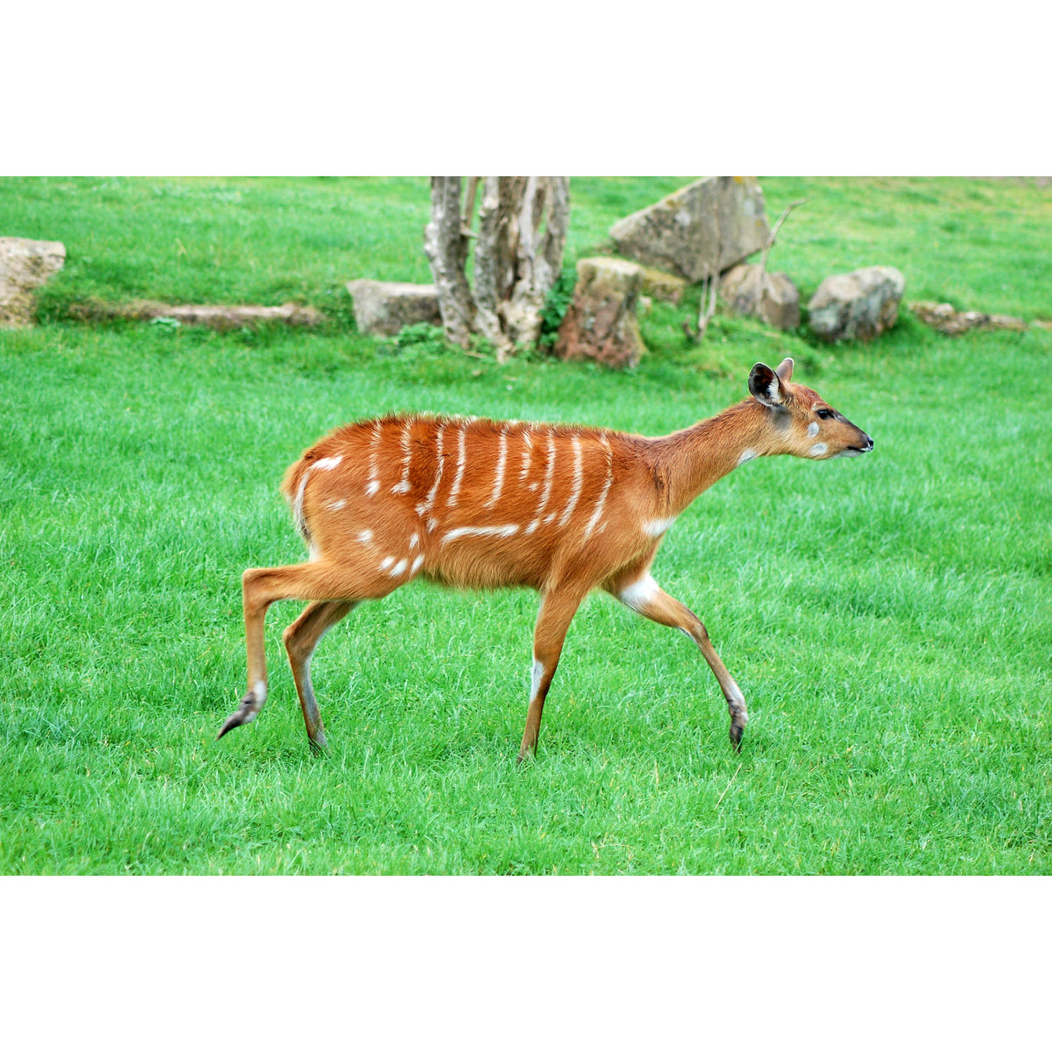 Tragelaphus spekii Фото №4