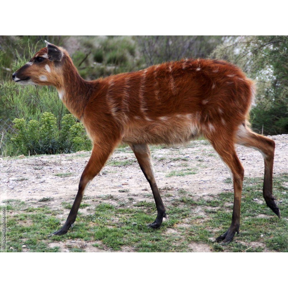 Tragelaphus spekii Фото №5