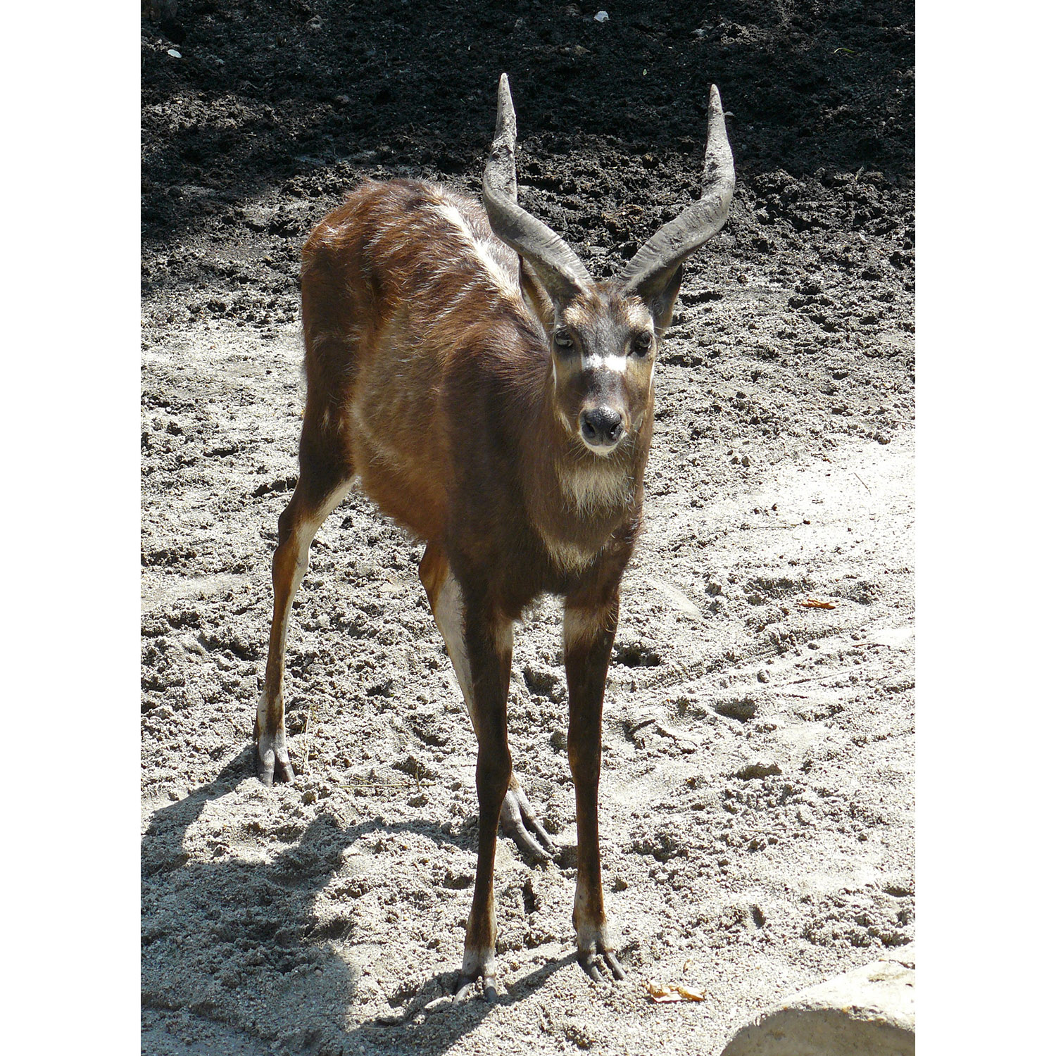 Tragelaphus spekii Фото №6