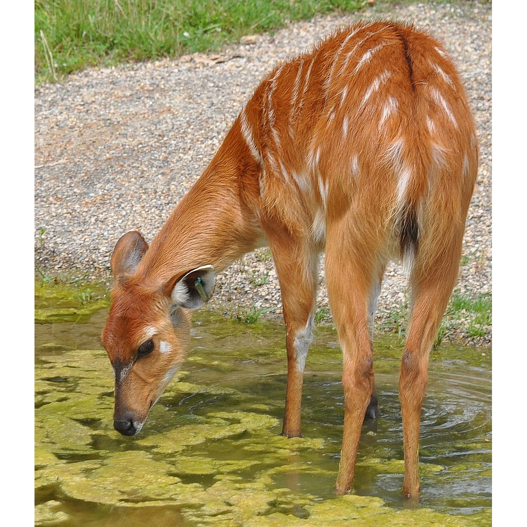 Tragelaphus spekii Фото №7