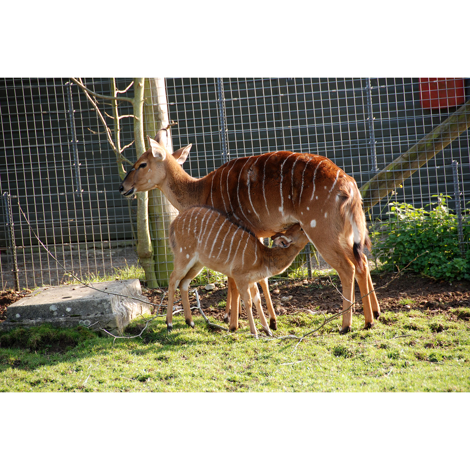 Tragelaphus spekii Фото №8