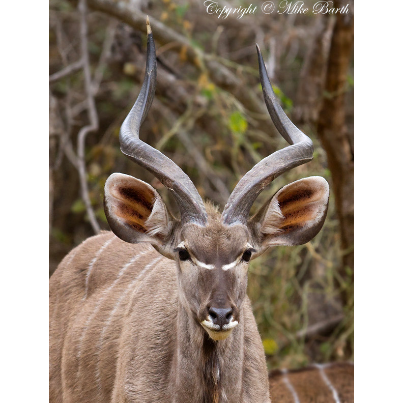 Tragelaphus strepsiceros Фото №10