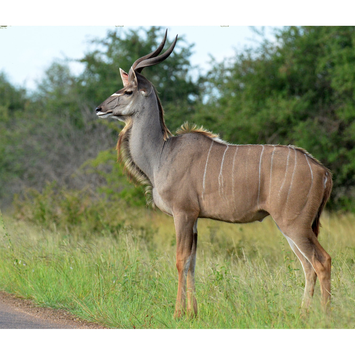Tragelaphus strepsiceros Фото №2
