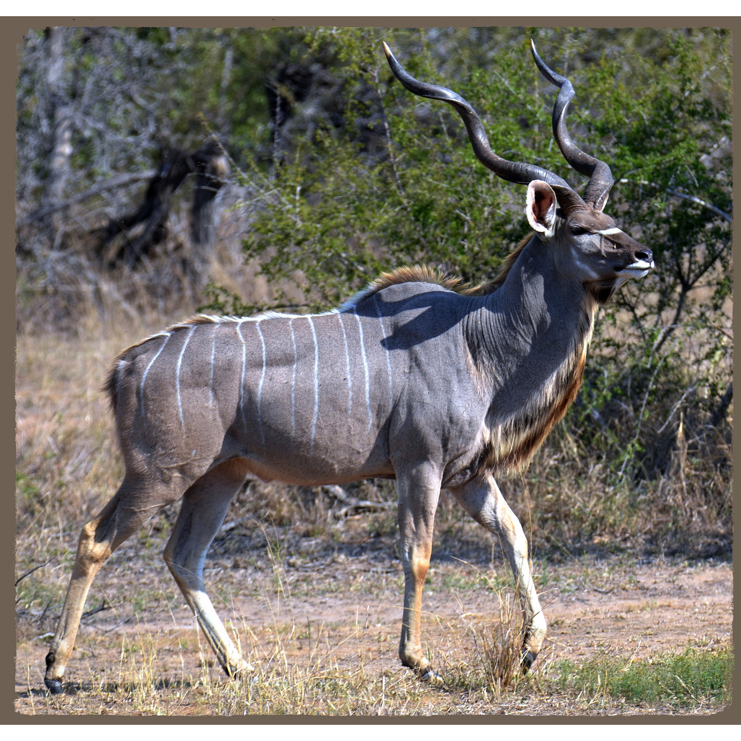 Tragelaphus strepsiceros Фото №3