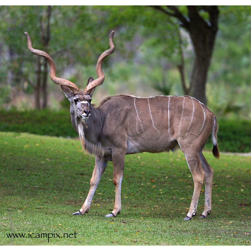 Tragelaphus strepsiceros Фото №4