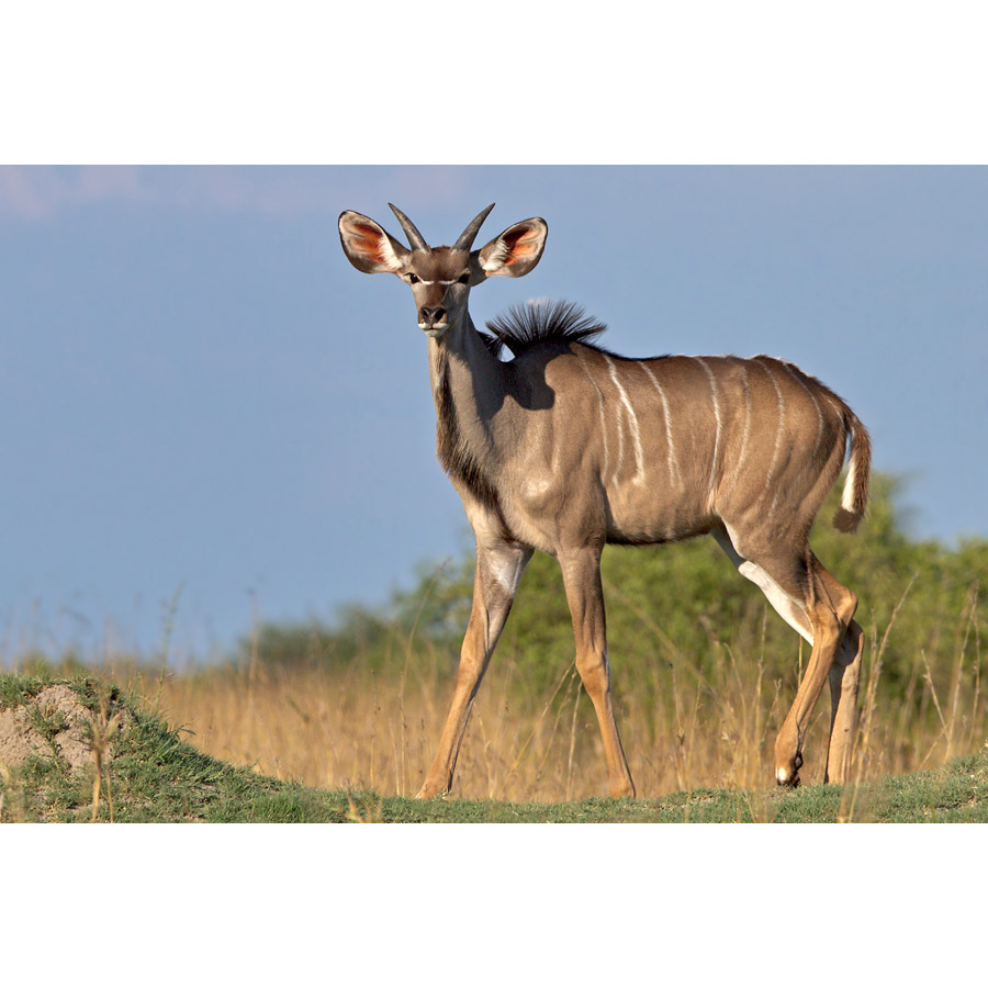 Tragelaphus strepsiceros Фото №5