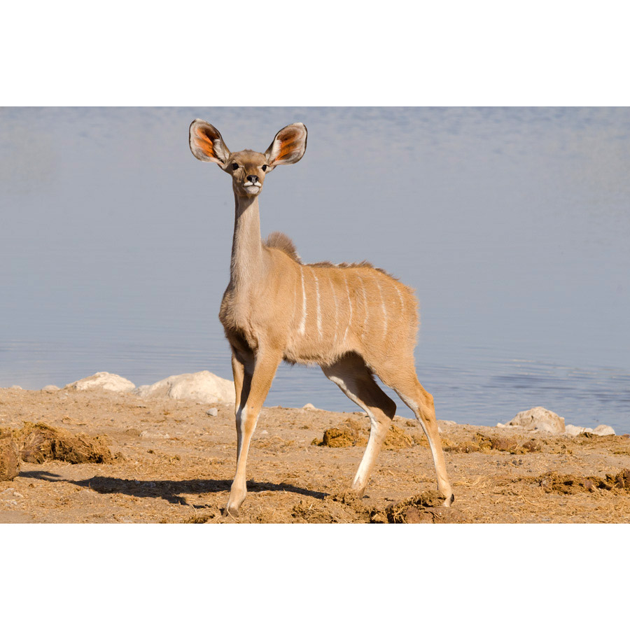 Tragelaphus strepsiceros Фото №6