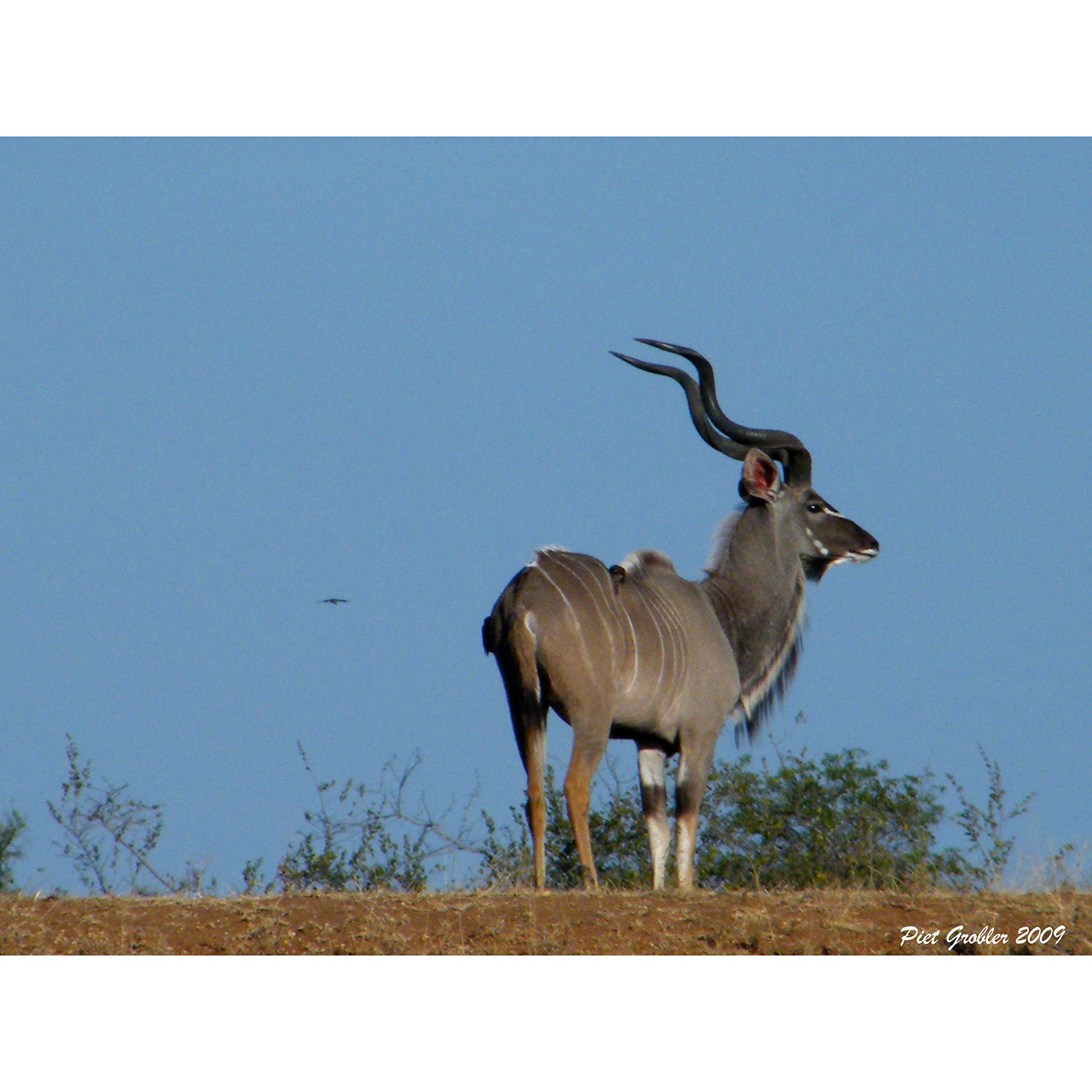 Tragelaphus strepsiceros Фото №7