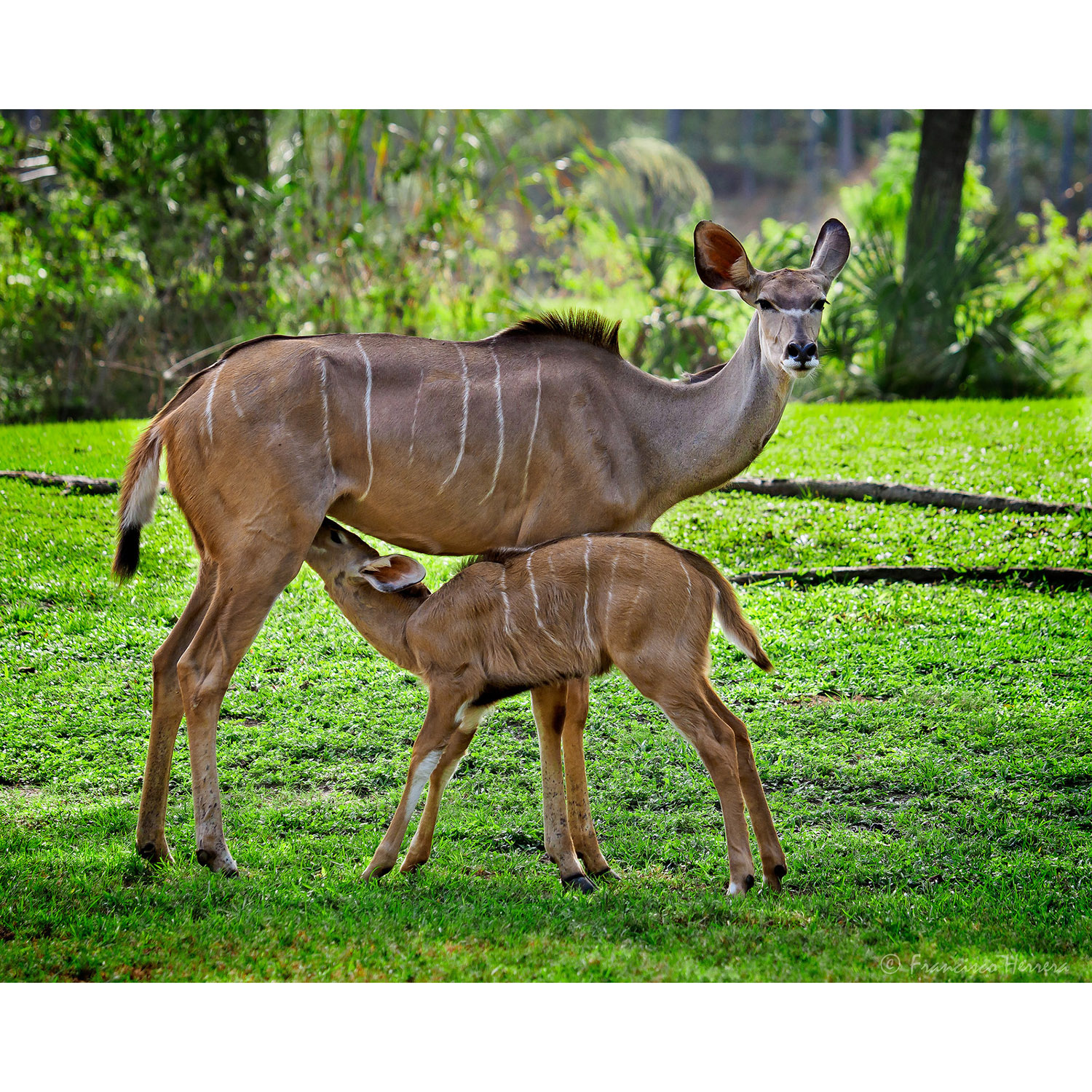 Tragelaphus strepsiceros Фото №8