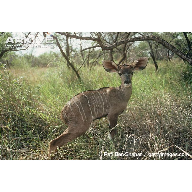 Tragelaphus strepsiceros Фото №9