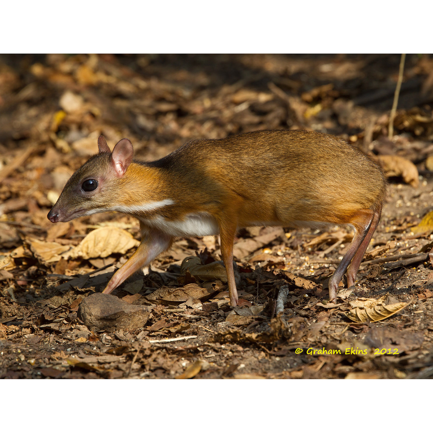 Tragulus javanicus Фото №2