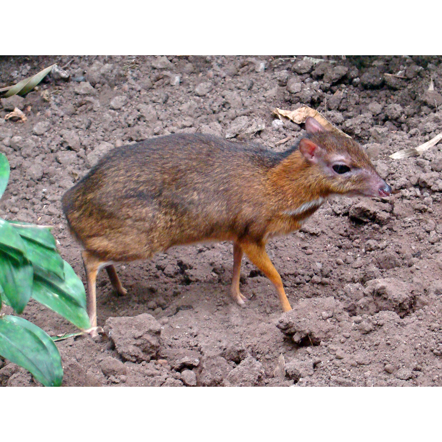 Tragulus javanicus Фото №3
