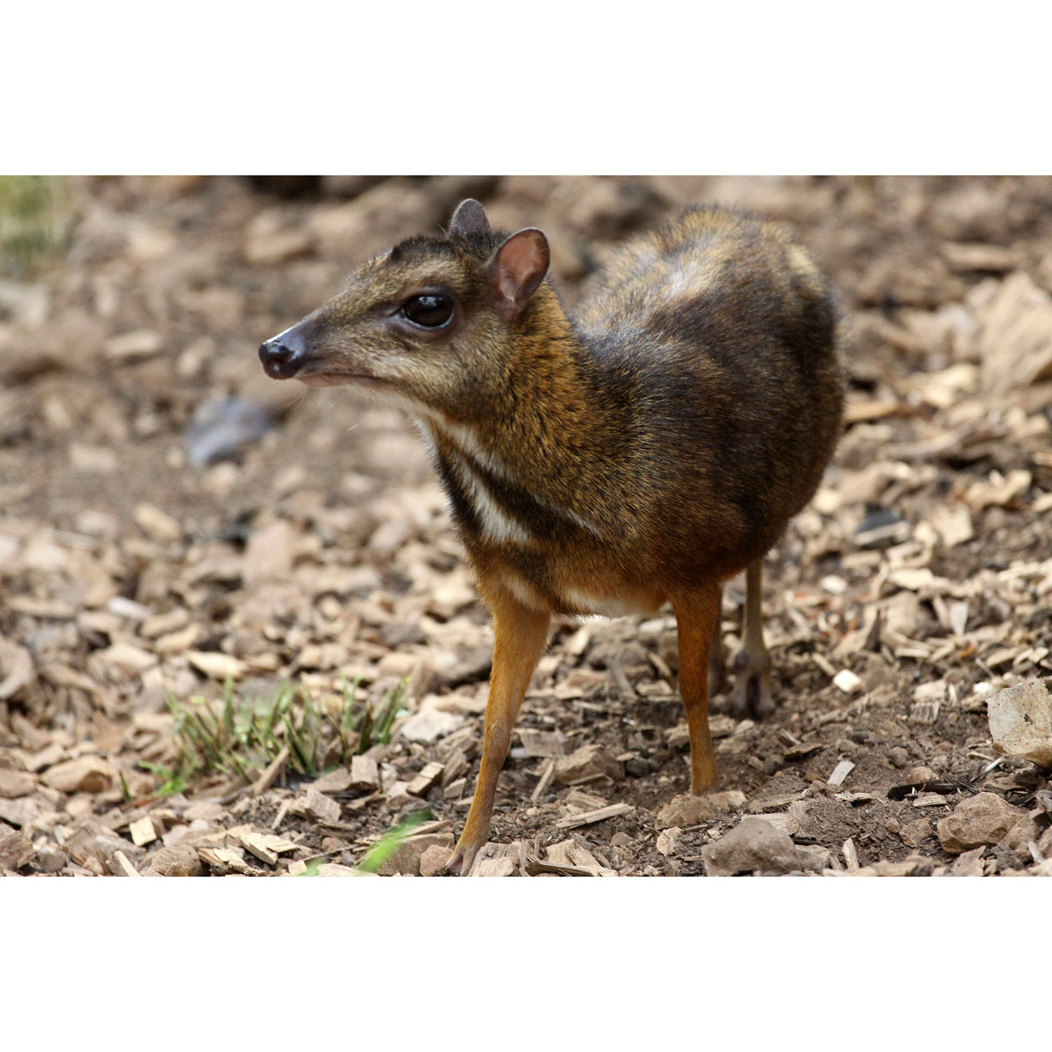 Tragulus javanicus Фото №6