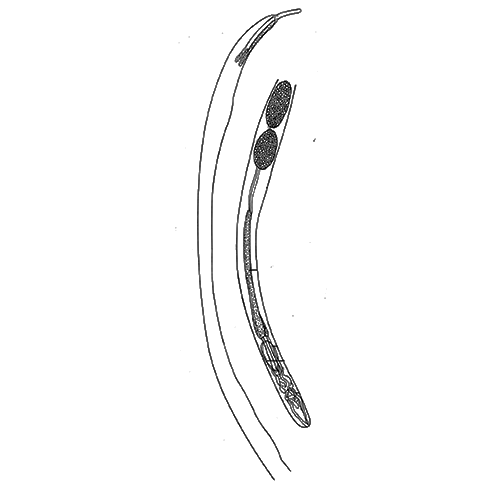 Семейство Transvenidae фото