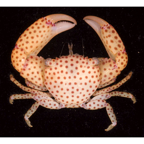 Семейство Trapezioidea фото