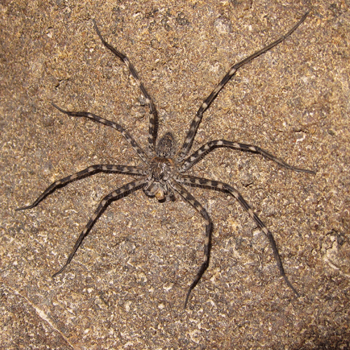 Семейство Trechaleidae фото