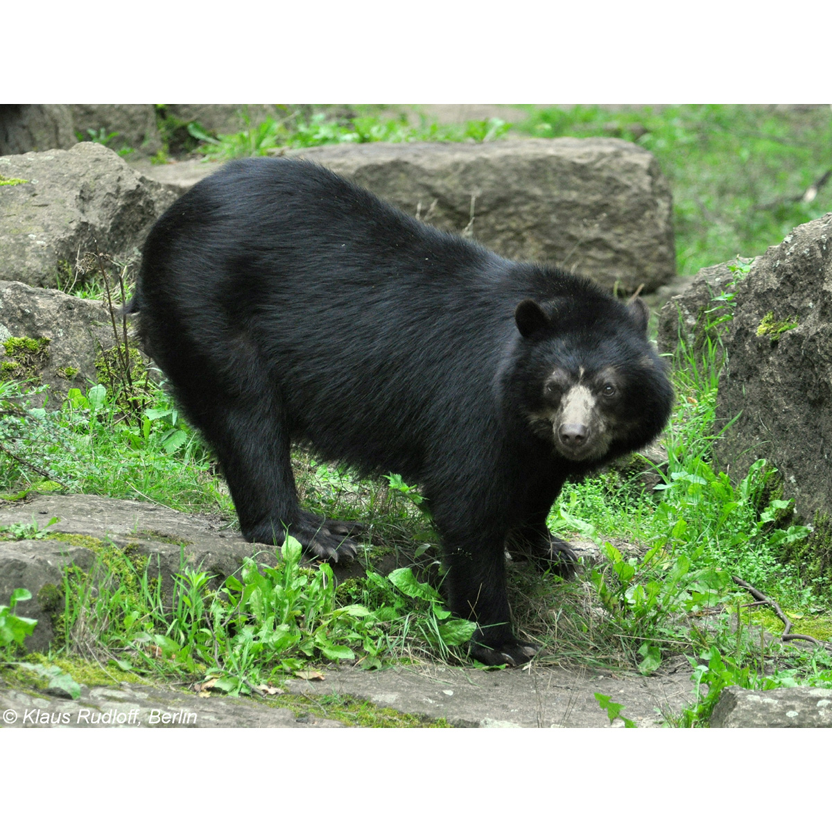 Очковый медведь (Tremarctos ornatus) Фото №4