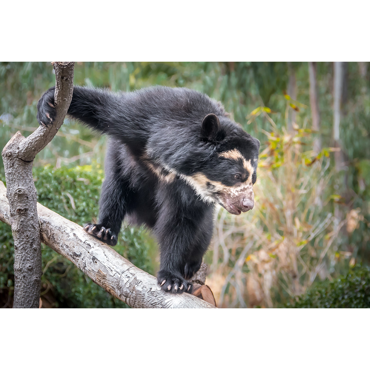 Очковый медведь (Tremarctos ornatus) Фото №5