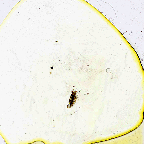 Семейство Trematoporidae фото
