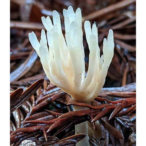 Отряд Tremellodendropsidales фото