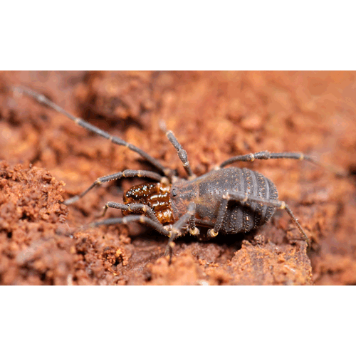 Семейство Triaenonychidae фото