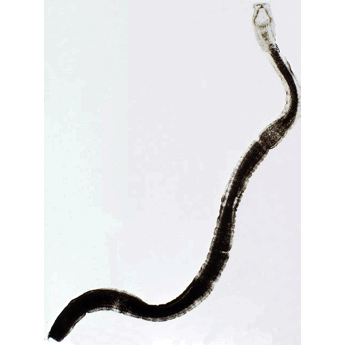 Семейство Triaenophoridae  фото
