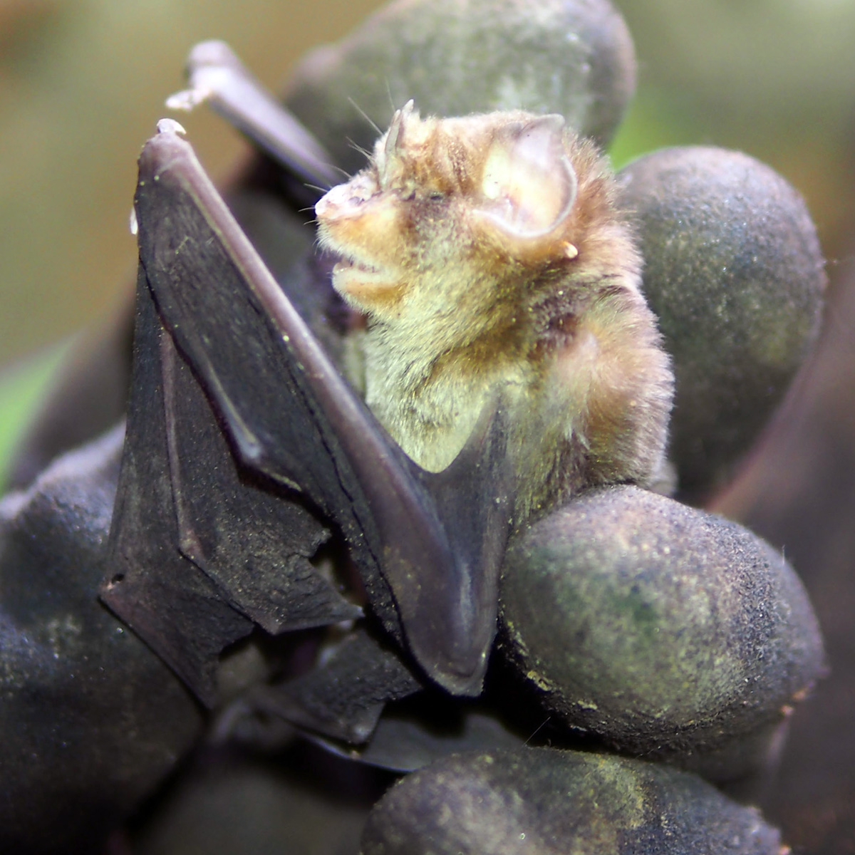 Triaenops menamena Фото №3