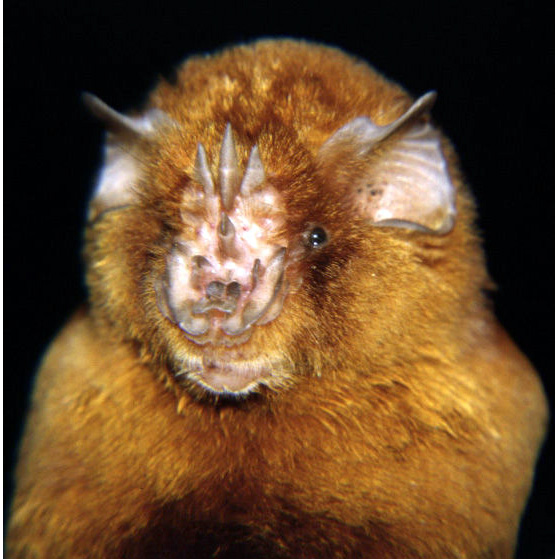 Rufous Trident Bat (Triaenops rufus) Фото №8