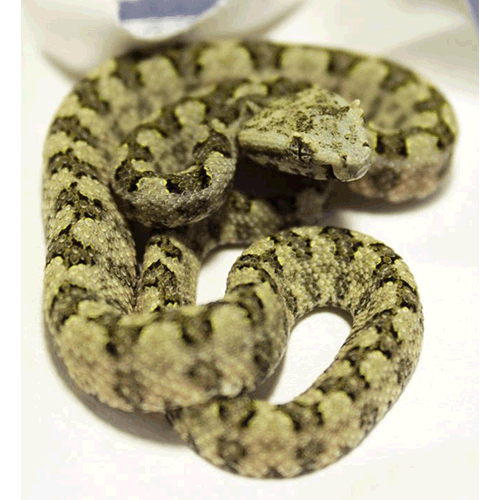  Род Triceratolepidophis  фото