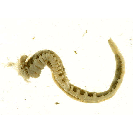 Семейство Trichobranchidae фото