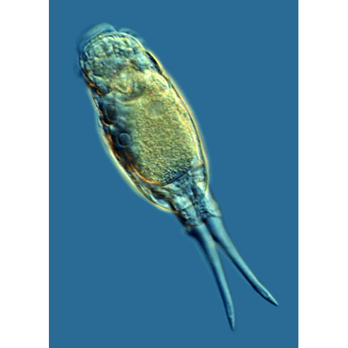 Семейство Trichocercidae  фото