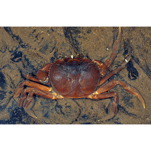 Семейство Trichodactyloidea фото