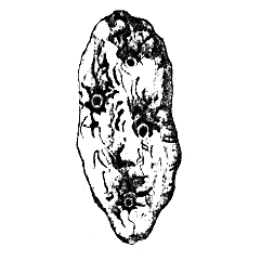 Семейство Trichogypsiidae  фото