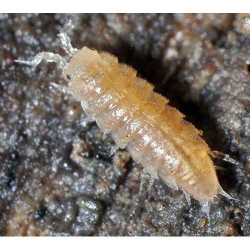 Семейство Trichoniscidae фото