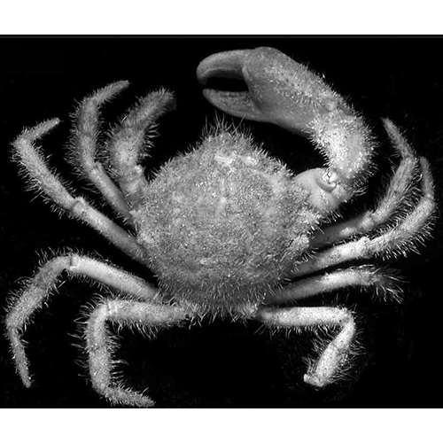 Семейство Trichopeltarioidea фото