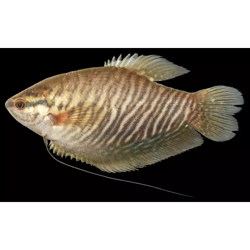 Род Trichopodus фото