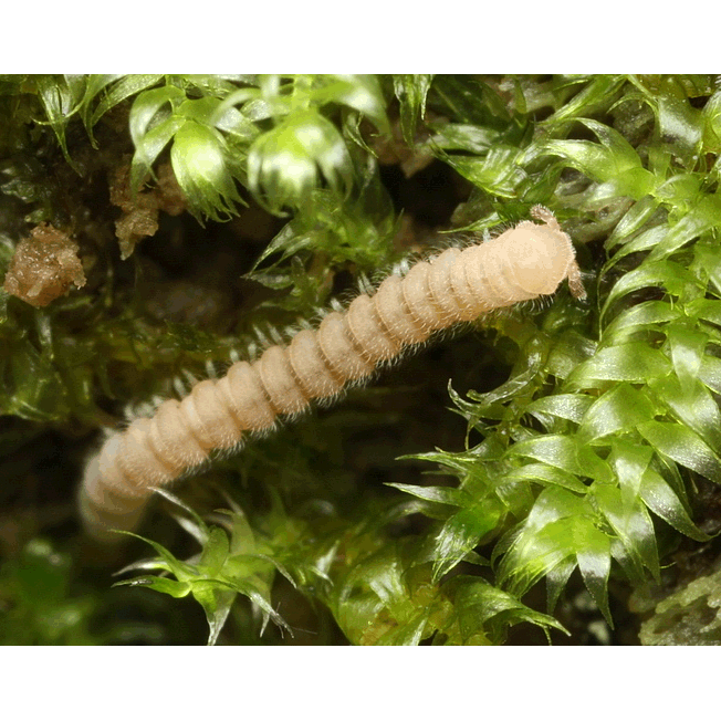 Семейство Trichopolydesmidae фото