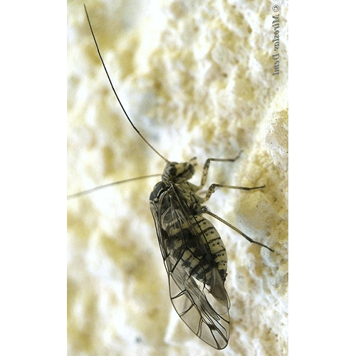 Семейство Trichopsocidae фото