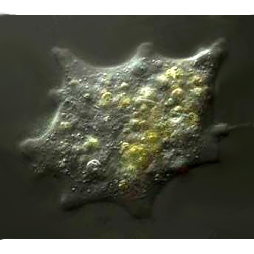 Семейство Trichosidae фото