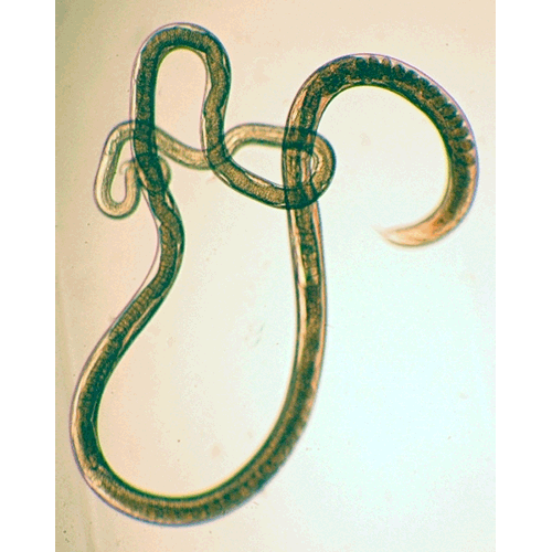 Семейство Trichostrongylidae  фото