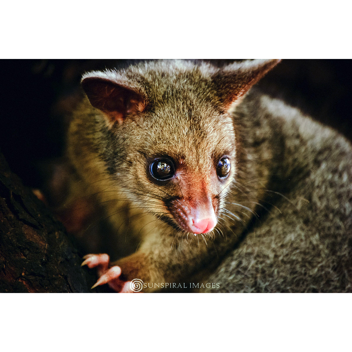 Северный кузу (Trichosurus arnhemensis) Фото №10